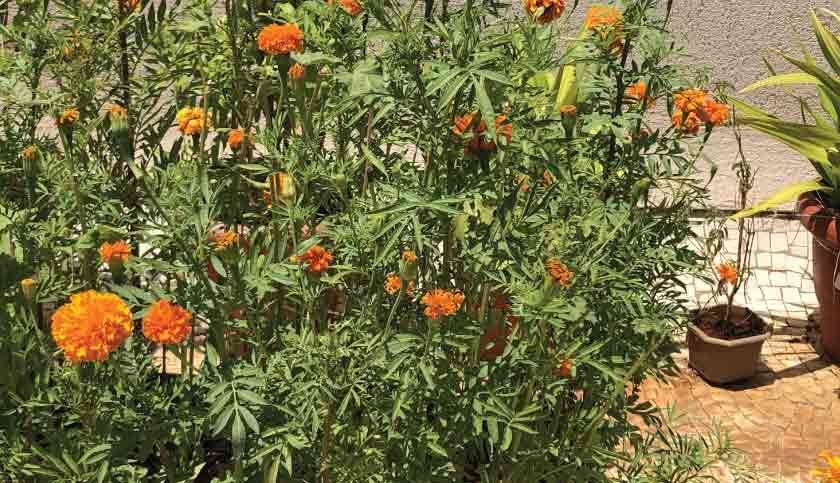 terrace-garden-004-840x483