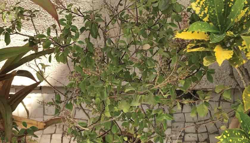 terrace-garden-006-840x483