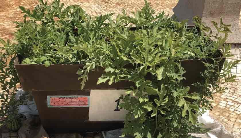 terrace-garden-007-840x483