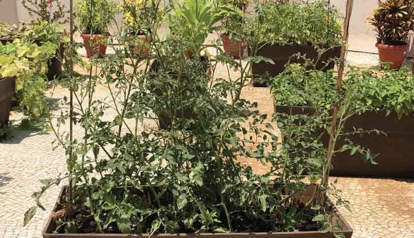 terrace-garden-008-840x483