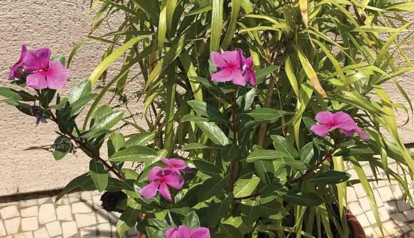 terrace-garden-011-840x483
