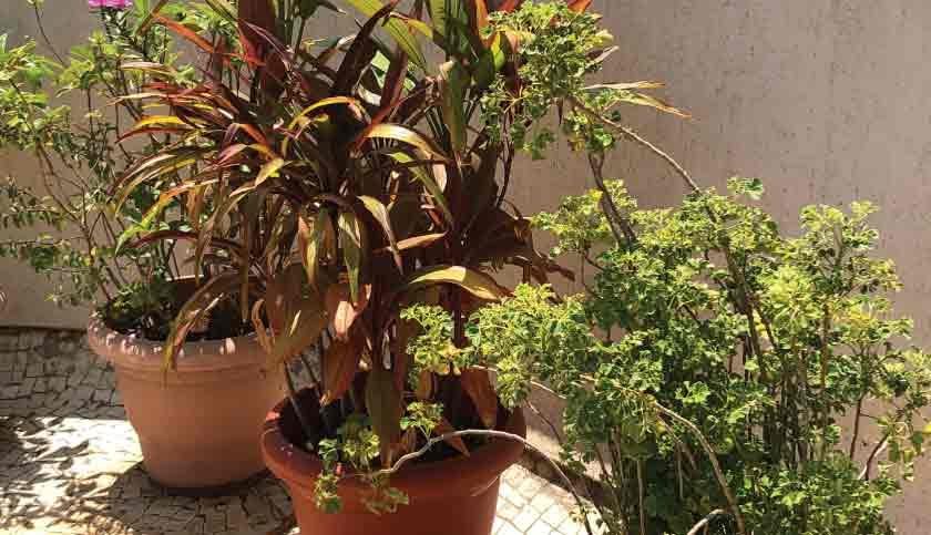 terrace-garden-012-840x483