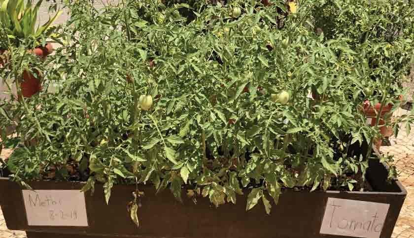 terrace-garden-014-840x483