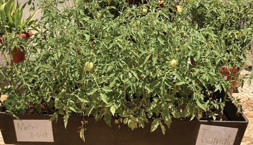 terrace-garden-015-840x483