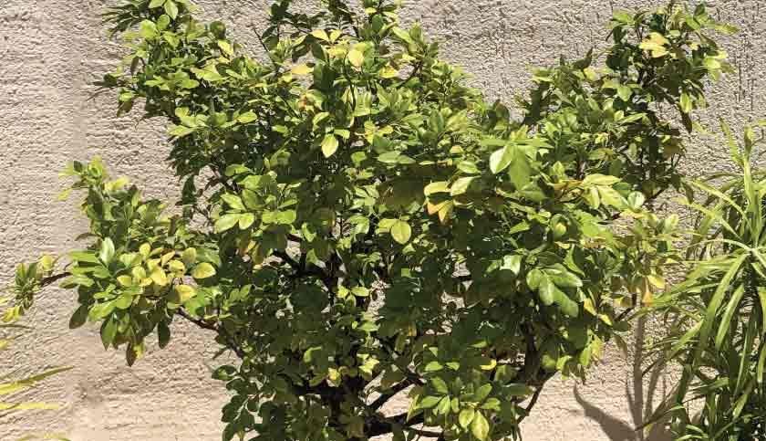 terrace-garden-016-840x483