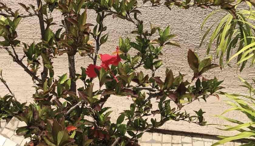 terrace-garden-017-840x483