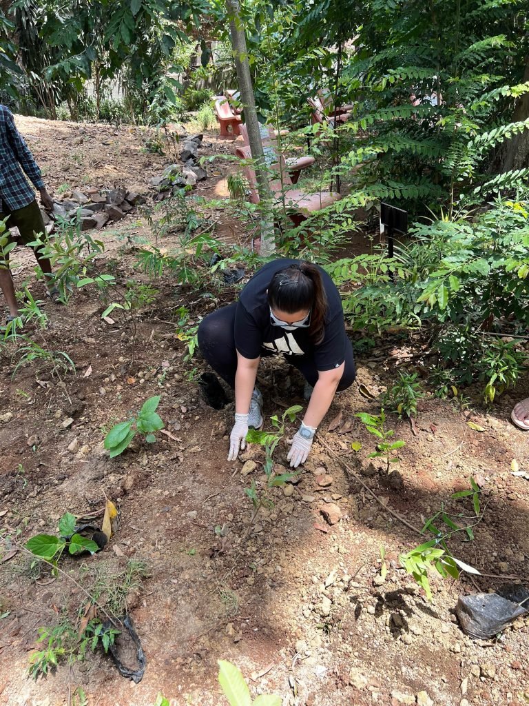 tree-plantation-02